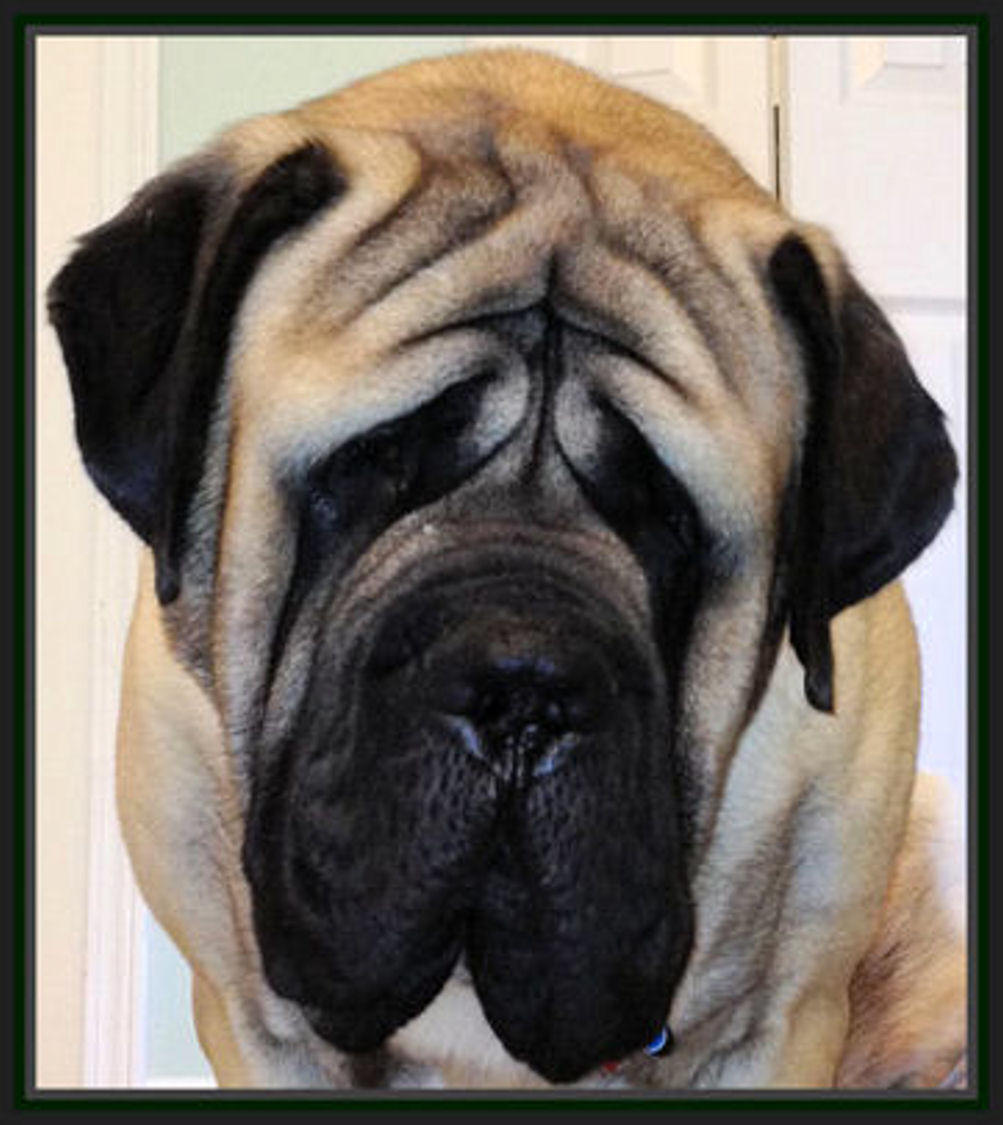 Grangeview mastiffs hot sale